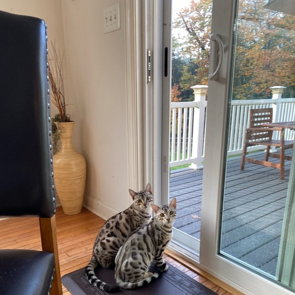 Meet your Posher ❤️ - Picture 4 of 4